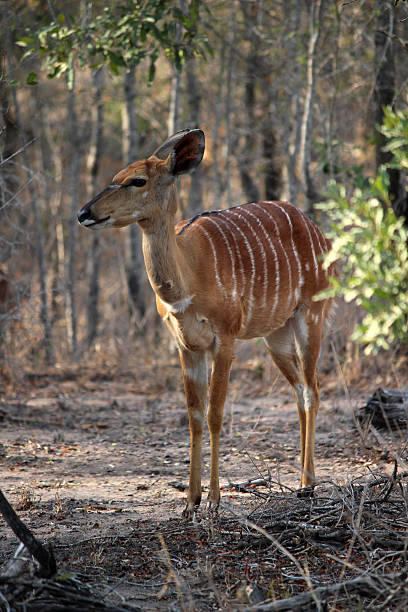istock Female Nyala stood in the bush 614406658
