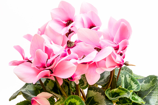 Flowers of pink cyclamen isolated on white background