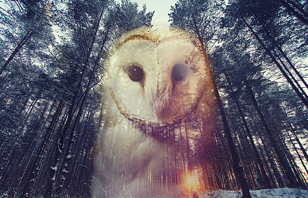 barn owl and pine forest at sunset - animal double exposure bildbanksfoton och bilder