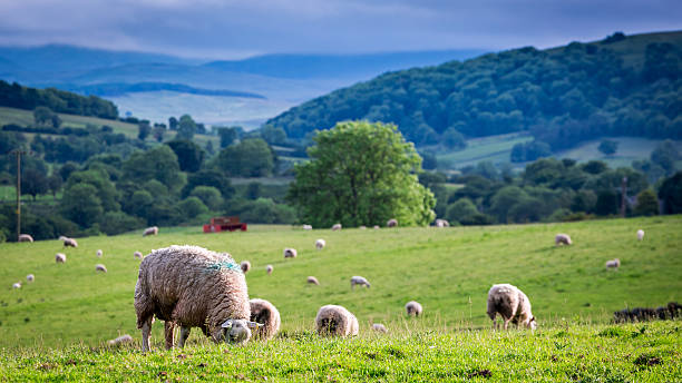 stółka owiec na zielonych pastwiskach w district lake, anglia - windermere district zdjęcia i obrazy z banku zdjęć