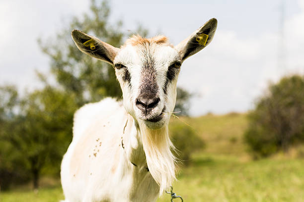 istock Domestic goat with grass in mouth 614411630