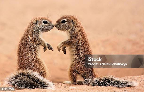 Terra Baciante Scoiattoli - Fotografie stock e altre immagini di Animale - Animale, Baciare, Amicizia