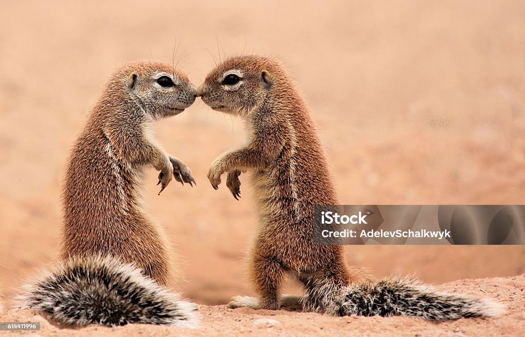 Kissing ground Squirrels Two ground squirrels touching noses. They do this to confirm that they are siblings. These 2 touch their noses and mimic each other Animal Stock Photo