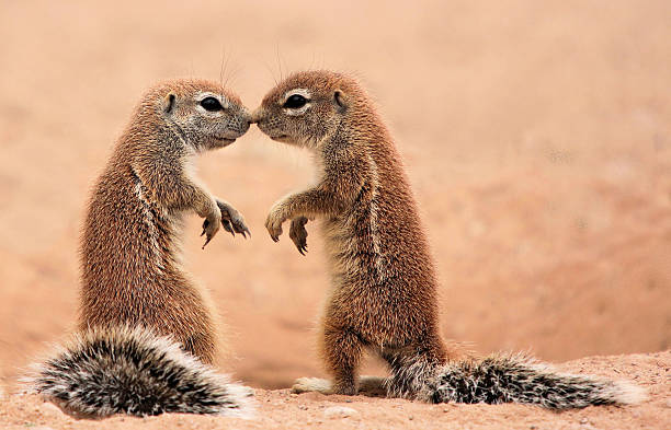 beijando esquilos terrestres - rubbing noses - fotografias e filmes do acervo
