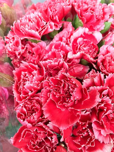 istock Carnation at Flower market, Thailand 614412282