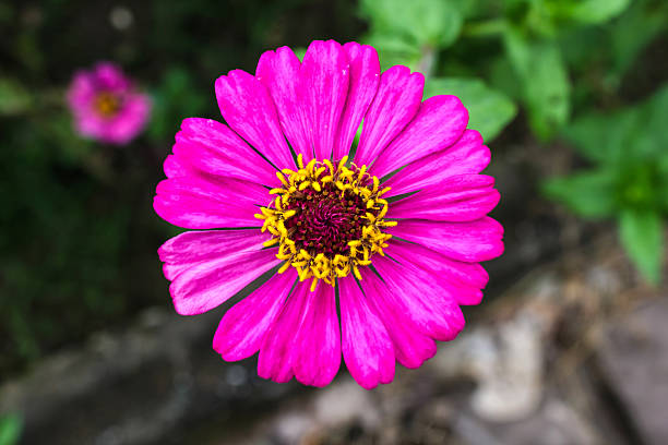 istock Pink zinnia flower 614412496