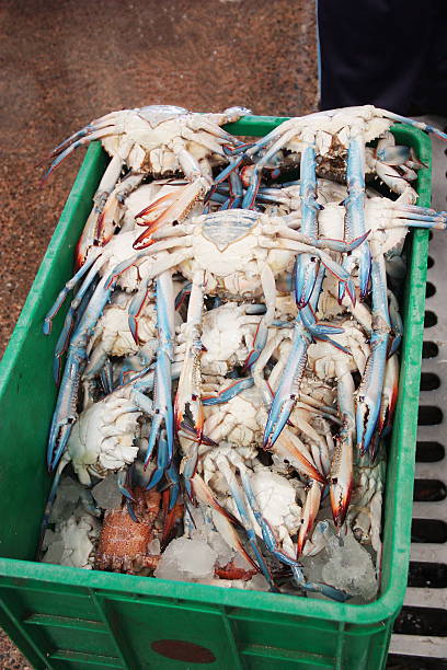 Blue crabs at the Dubai fish market