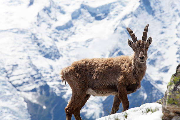 istock capricorn in the alps 614414010