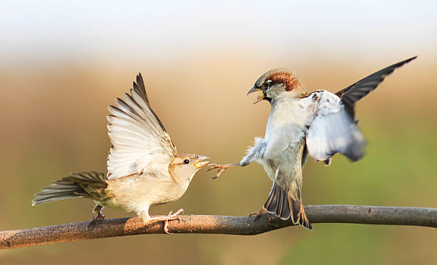 istock two birds fighting on a branch in autumn Park 614414430