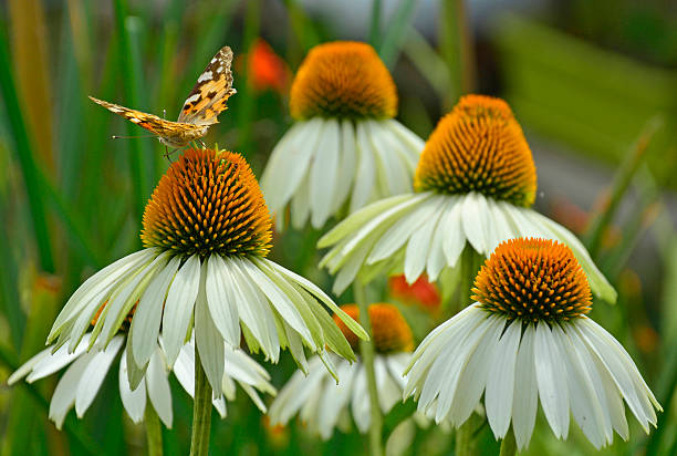 White Swan Echinacea with Butterfly A Small Tortoiseshell butterfly (Aglais Urtica) on White Swan Echinacea flowers, also known as Coneflowers �– herbaceous flowering perennial plants from the Asteraceae daisy family. Photography taken in north east Italy. small tortoiseshell butterfly stock pictures, royalty-free photos & images