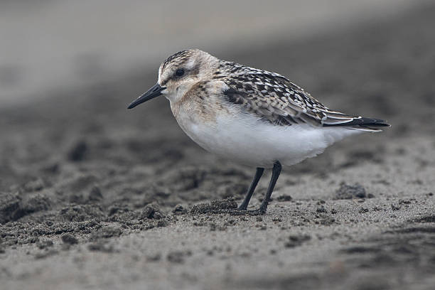 istock Sanderling in the autumn outfit misty cloudy day 614416642
