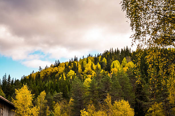 istock cloudy forest landscape in norwegian autumn time 614416750