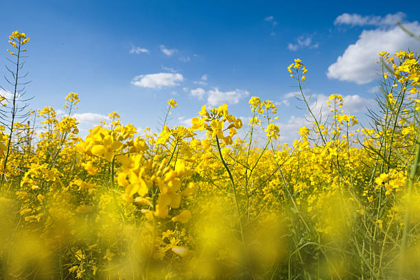 istock Field with yellow canola 614416858