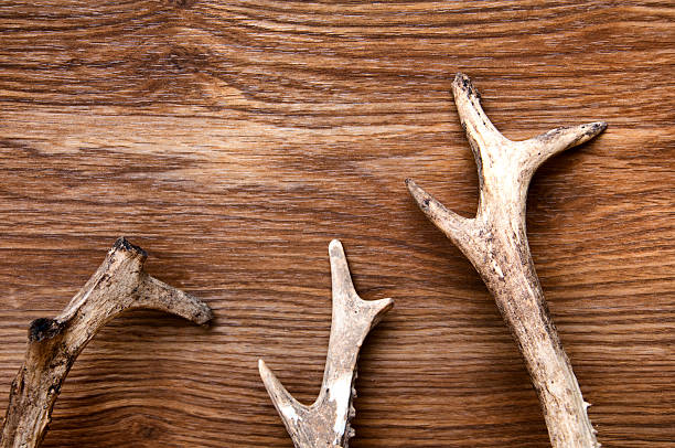 istock Deer antlers on wooden background 614417140
