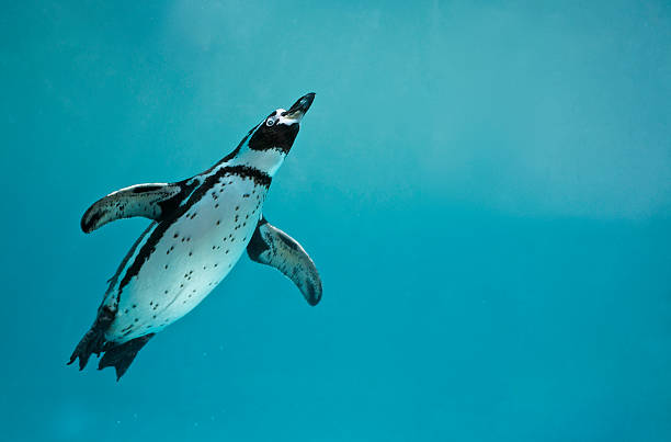 гумбольдт пингвин подводное плавание - humboldt penguin стоковые фото и изображения