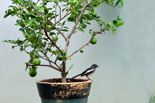 An oriental magpie - robin perched on a rim of lemon - plant pot.