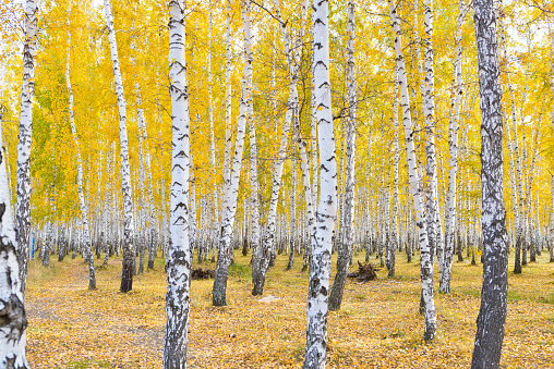 beautiful autumn forest