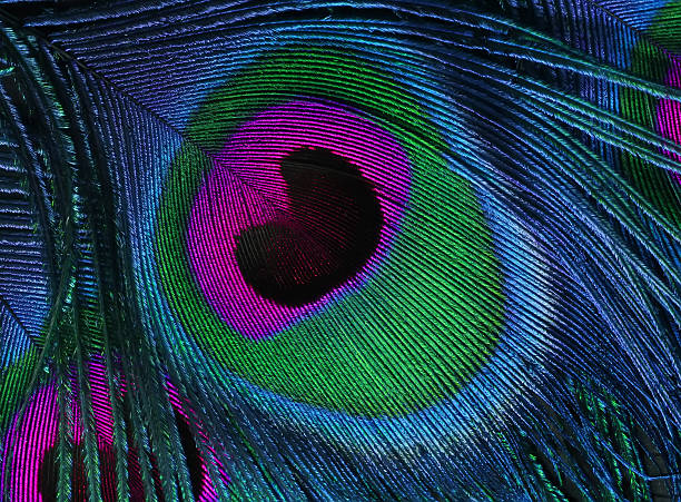 istock bright beautiful feather tail birds peacock closeup 614417816