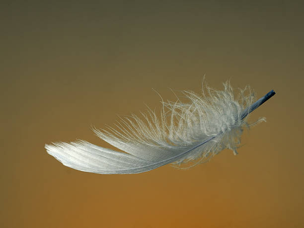 istock Golden feather, soft and gentle, floating. 614418928