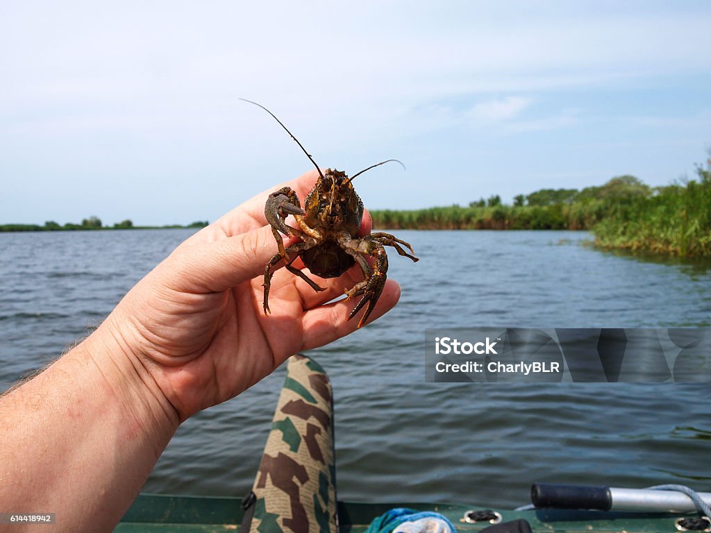 Crayfish Inhabitant of freshwater crayfish trying to free himself from the tenacious fingers fisherman Animal Abdomen Stock Photo