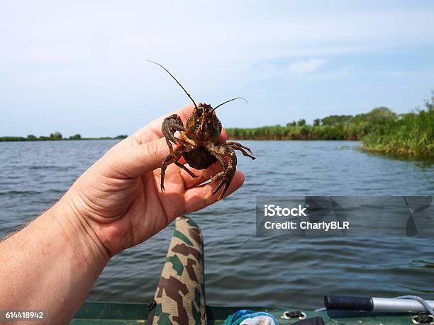 Crayfish Stock Photo - Download Image Now - Animal Abdomen, Animal Antenna, Animal Arm
