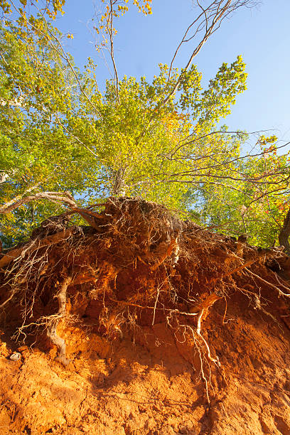 erosão - uprooted vertical leaf root imagens e fotografias de stock