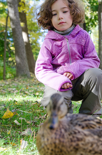 Little girl watching a female duck walking in a park during day of autumn