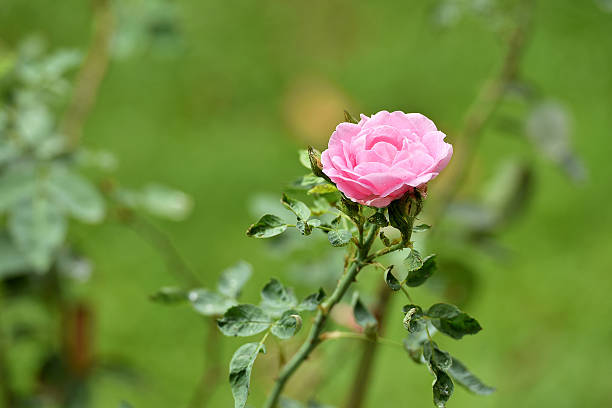 rose rosé  - hybrid tea rose photos et images de collection