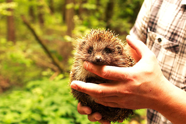 istock man holding a hedgehog in the forest 614421916
