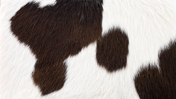 istock Cowhide, cow skin background. 614421974