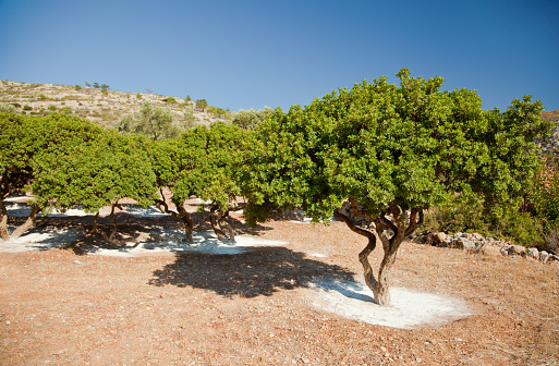 Mastic Tree in Chios, Greece