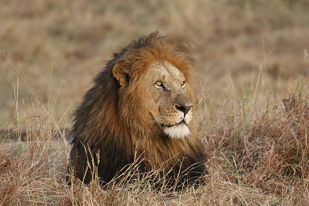 istock male lion 614422910