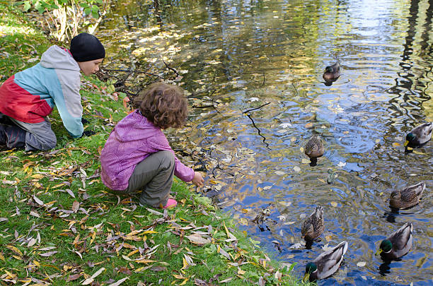 istock Two kids feeding ducks in a pond 614423608
