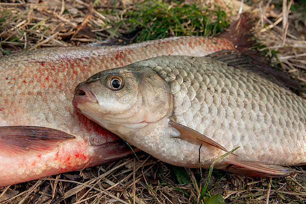 istock Several common bream fish, crucian fish or Carassius 614424224