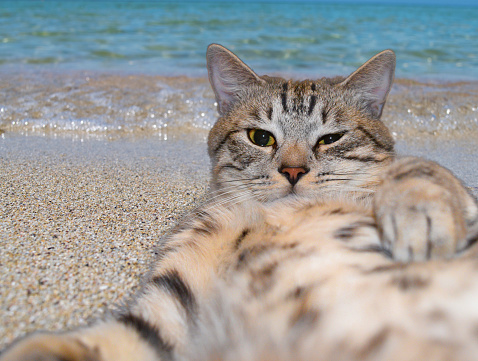 Cat makes selfie lying on the sand on a beach close up