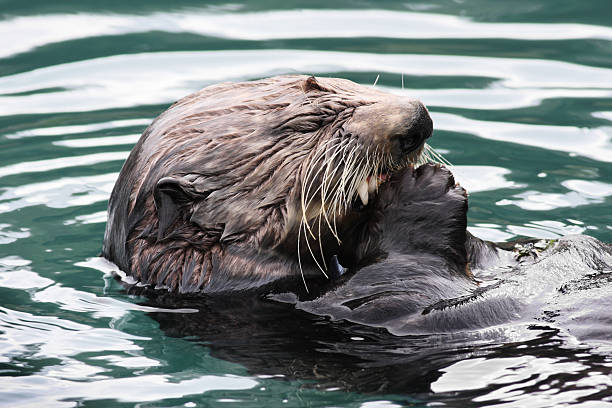 istock Sea Otter Enhydra lutris Marine Mammal 614427974