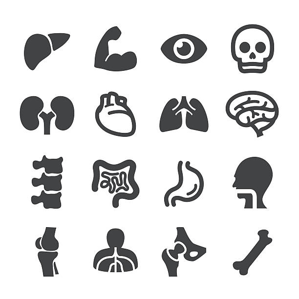 Anatomy Icons - Acme Series View All: animal digestive system stock illustrations