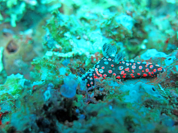 istock Thriving  coral reef alive with marine life 614428446