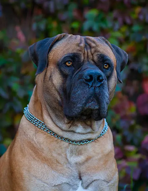 Very beautiful dog the South African Boerboel on the background of autumn grape leaves.