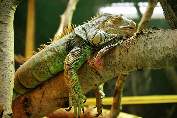 iguana sleeping iguana in a cage iguana stock pictures, royalty-free photos & images