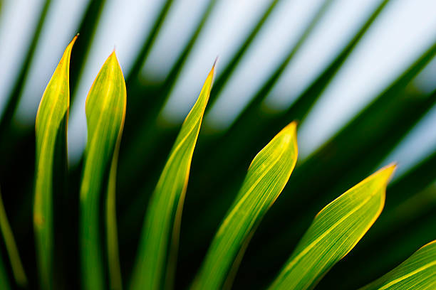 istock Abstract tropical nature: exotic macro of Green palm tree leaf 614429722