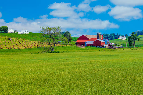 Ohio rolling hills with spring wheat crop