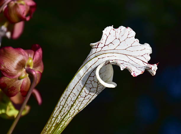 istock Sarracenia leucophylla 614430370