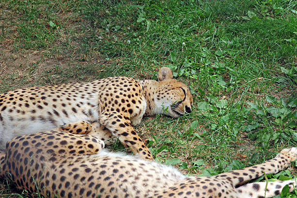 istock Two Amur leopard sleeping on the green grass 614430594