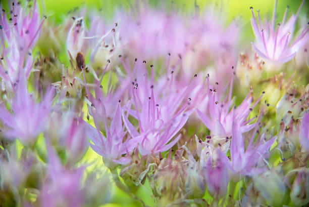 Sedum spectabile macro very soft bokeh