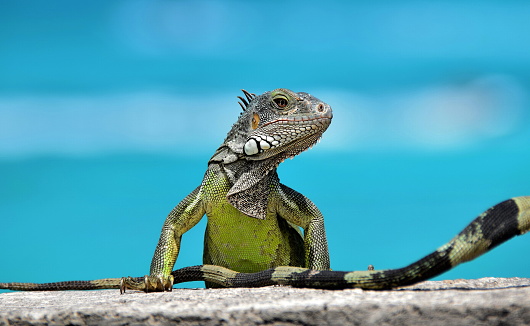 while on Sint Maarten iguana came on the wall, photo taken on a background of blue Caribbean sea