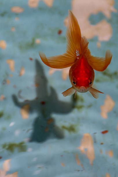 istock broadtail goldfish looking up from rustic tub, and shadow below. 614430772