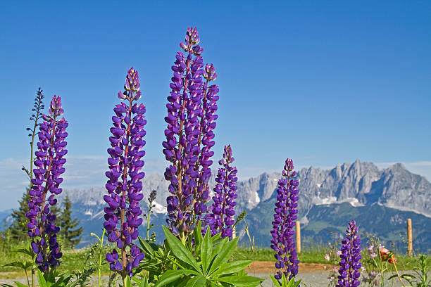 splendeur des fleurs dans les montagnes - ackerlspitze photos et images de collection