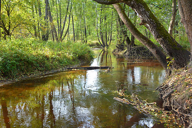 istock The quiet river in the woods 614431858