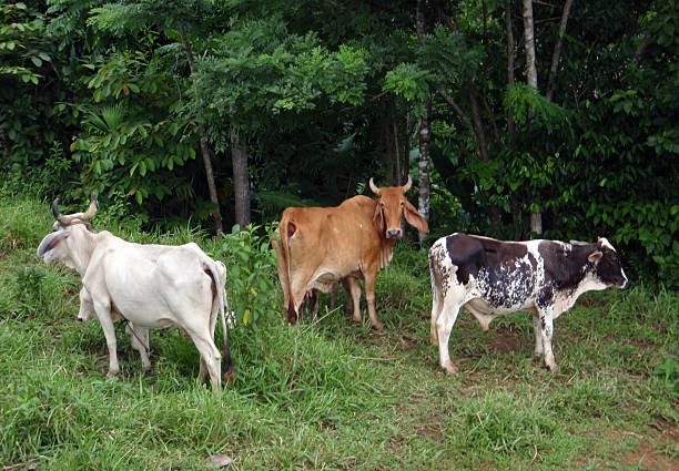 istock Free range Costa Rican Cows hang out in grassy woods 614432110